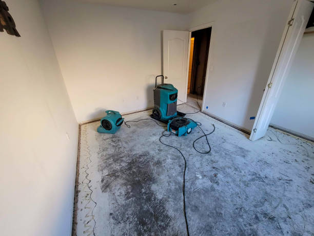 Best Basement water damage restoration  in Fruit Heights, UT