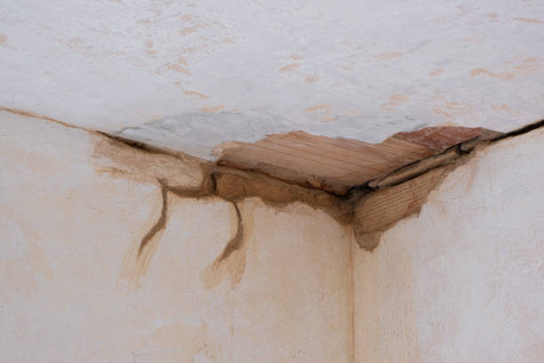 Best Flood damage cleanup  in Fruit Heights, UT